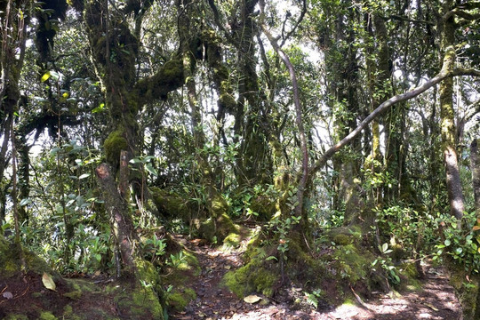 世界上最古老的苔藓林