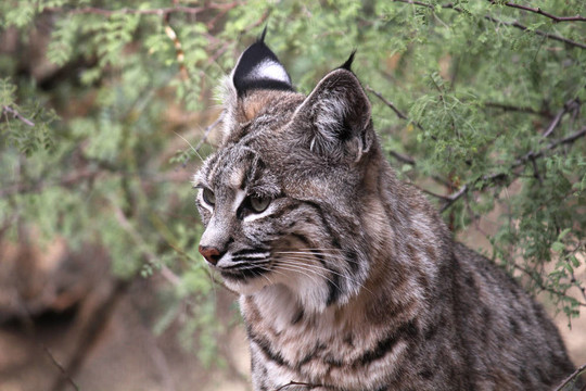 山貓；Wildcat