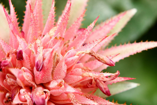 Pink Flowers綠色背景