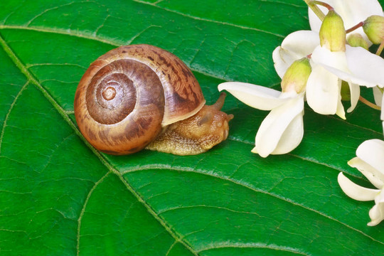 花园蜗牛，叶子上有合欢花