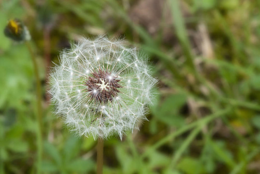 Taraxacum Flower；意大利