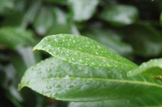雨落在綠葉上
