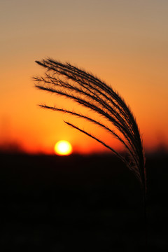 秋天 夕陽 蘆葦