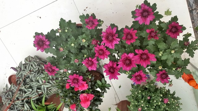 園藝花市