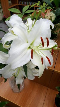 園藝 花市