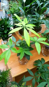 園藝 花市
