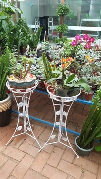園藝 花市