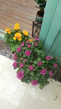 園藝 花市