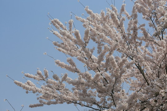 櫻花