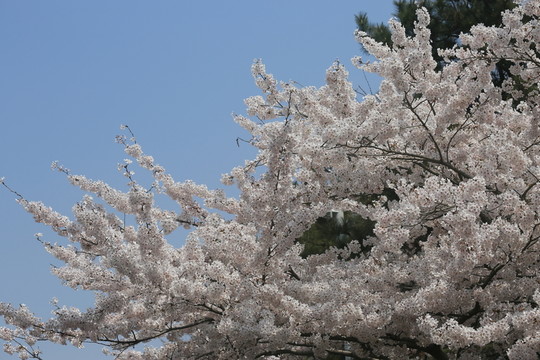 櫻花