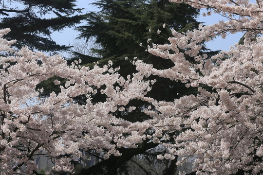 櫻花