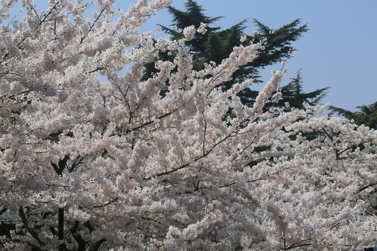 櫻花
