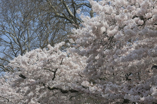 櫻花