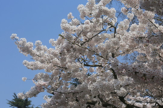 櫻花