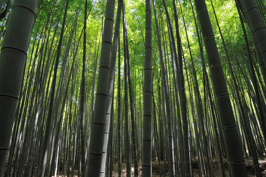 竹林