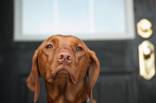 憂傷維茲拉犬的狗在門口等著
