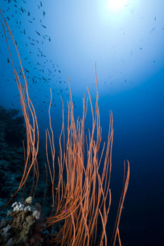 whipcoral；魚(yú)類(lèi)和海洋