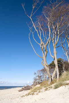 海灘達(dá)爾斯半島；德國(guó)