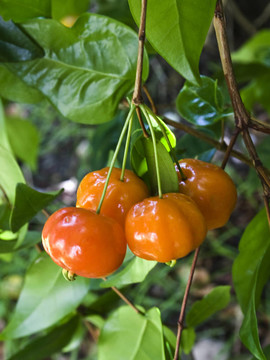巴西櫻桃樹（pitanga）