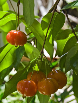 巴西櫻桃樹(shù)（pitanga）