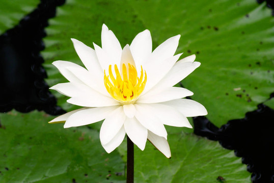 蓮花