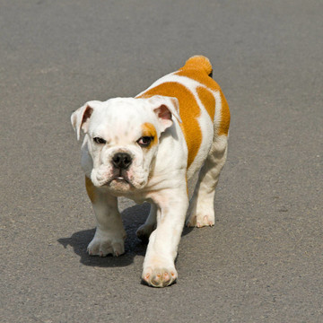 斗牛犬