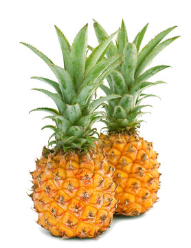 迷你菠蘿