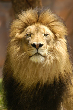 獅子王