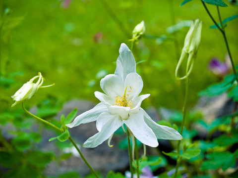 在一個(gè)陽(yáng)光明媚的春天花園里盛開(kāi)的鴿
