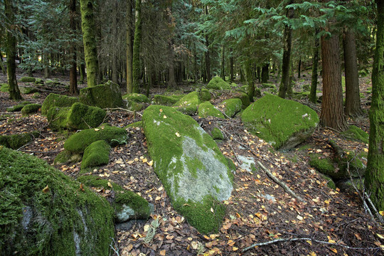 在樹林深處