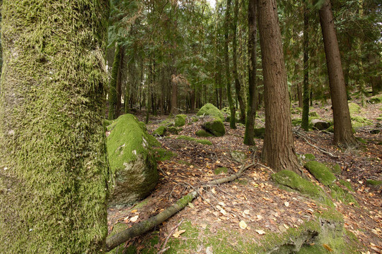 在樹林深處