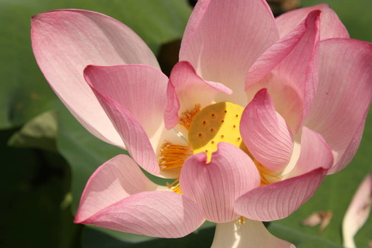蓮花