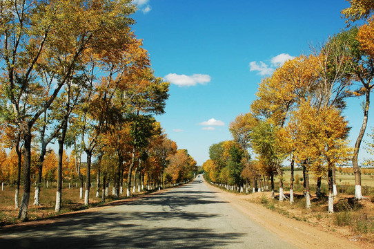 在Autumn的路上