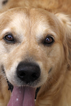金毛獵犬