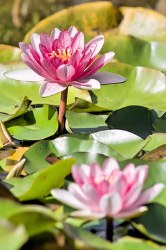 水百合