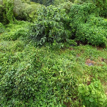 熱帶植被背景