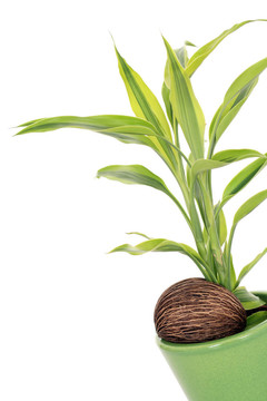 植物在螺母