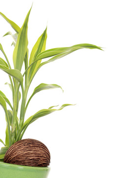 植物在螺母