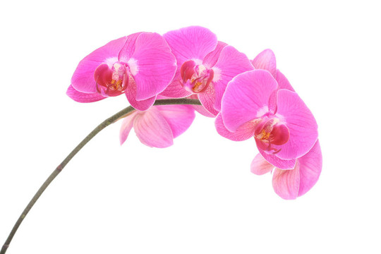 粉紅色的蘭花