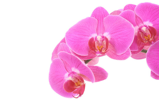 粉紅色的蘭花