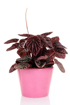 椒草