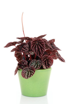椒草