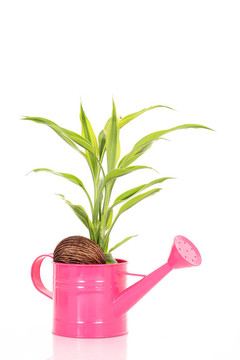 植物在螺母