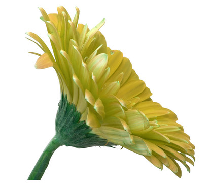 非洲菊