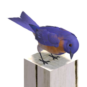 鳥男西方知更鳥。3D渲染與剪輯路徑和陰影超過(guò)白色