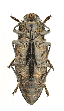 chalcophora detrita