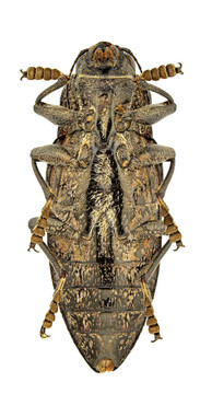 chalcophora detrita