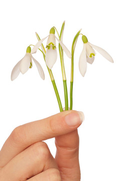 雪花蓮