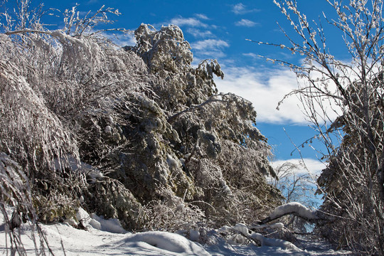 美麗的白雪森林