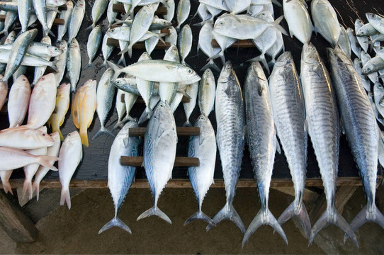 在魚(yú)市的新鮮的魚(yú)